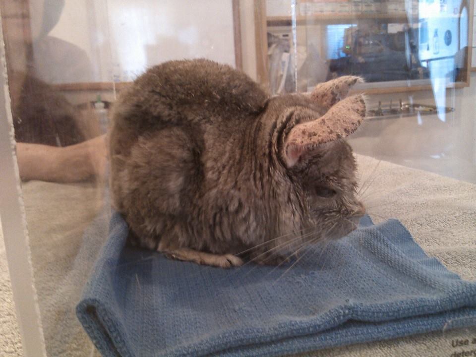 Pets Seen Putnam Veterinary Clinic Topsfield, MA